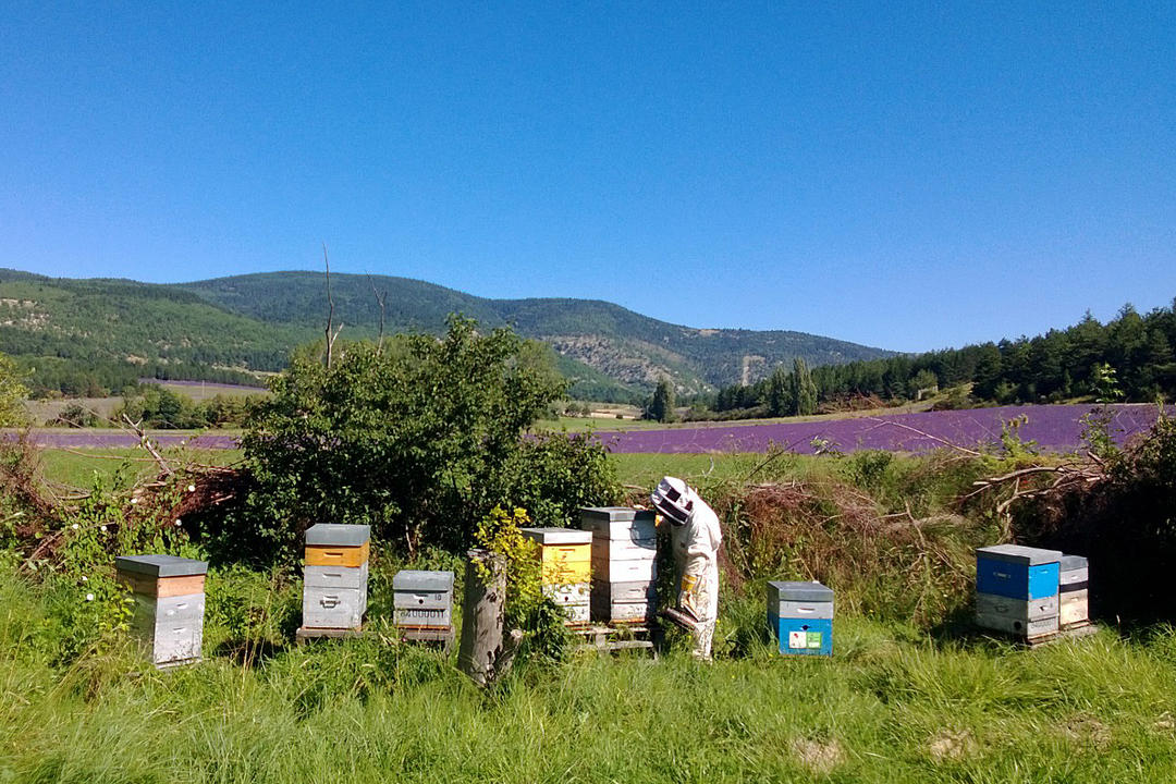 Festival Ventoux Saveurs : " De l'abeille à l'apiculture "
