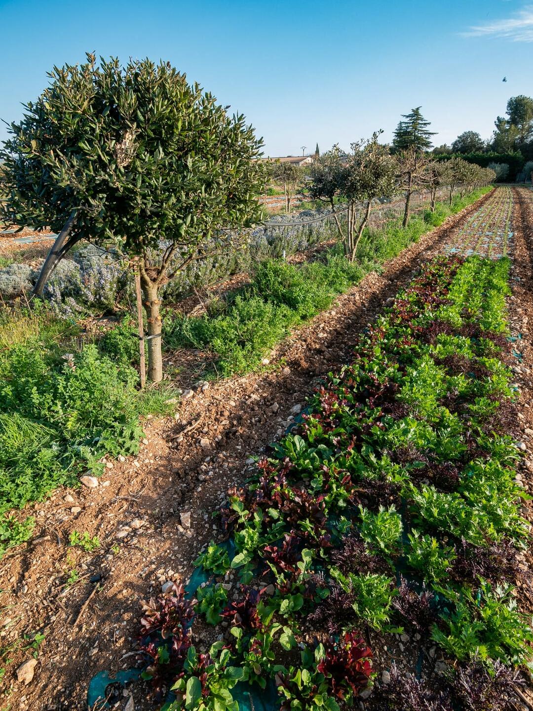 La Médiathèque : Lecture des Liserons à la Ferme des Possibles