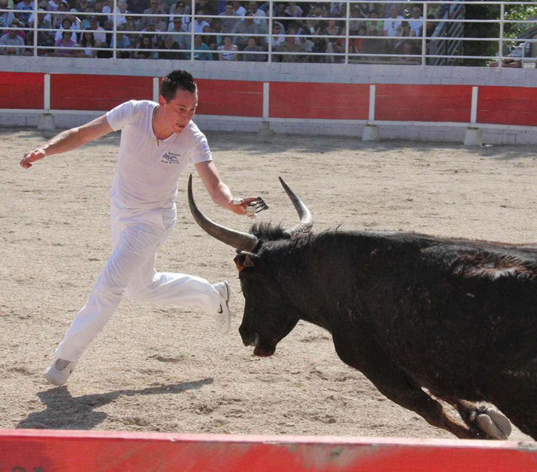 Courses camarguaises emboulés