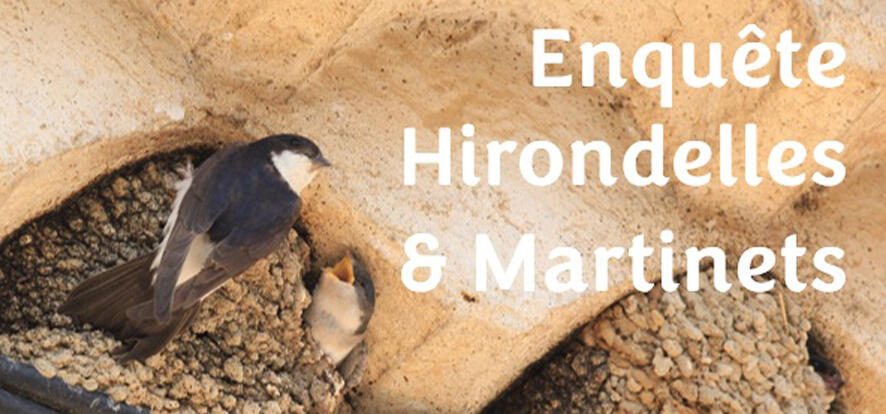 Atlas biodiversité, enquête hirondelles et martinets