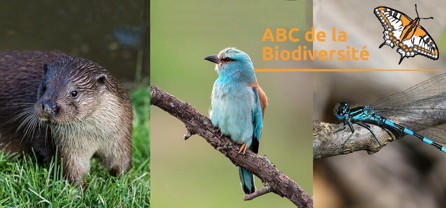 Atlas biodiversité. Inventaire participatif Hirondelles et Martinets