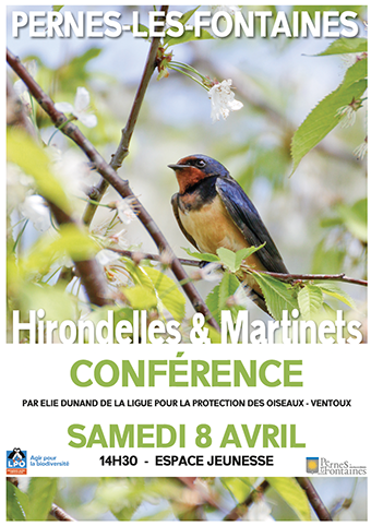 Conférence LPO Ventoux, hirondelles et martinets