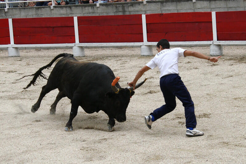 Course camarguaise