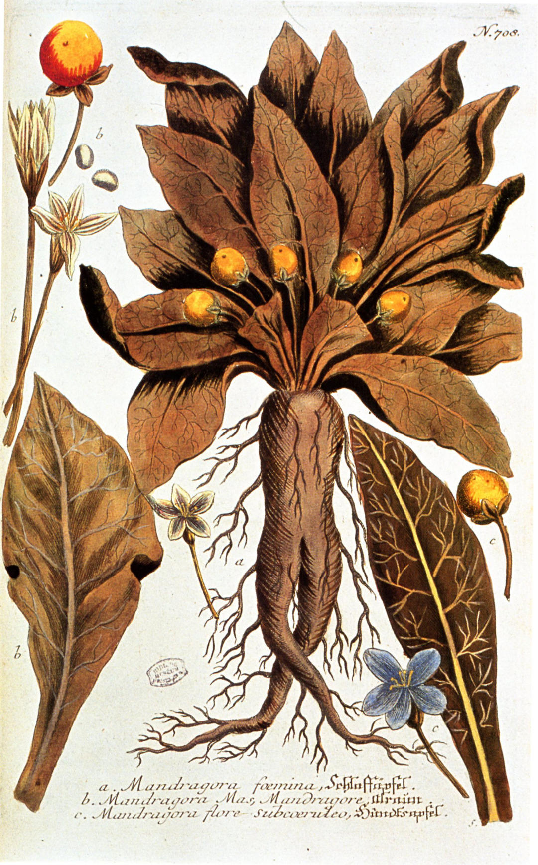 La Médiathèque : Conférence sur la sorcellerie et le pouvoir féminin avec Catherine Ribotton