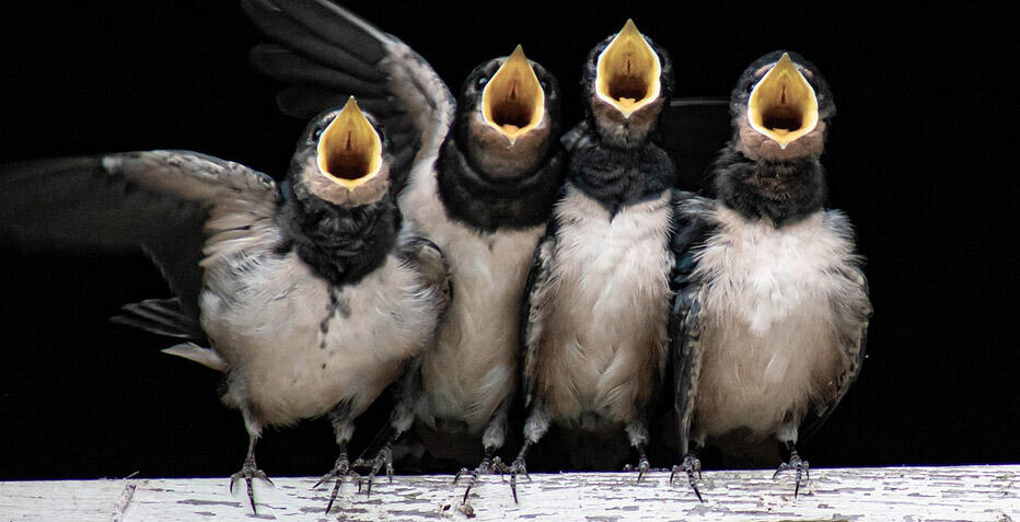 Visite guidée de la Ligue pour la protection des oiseaux dans le centre ancien