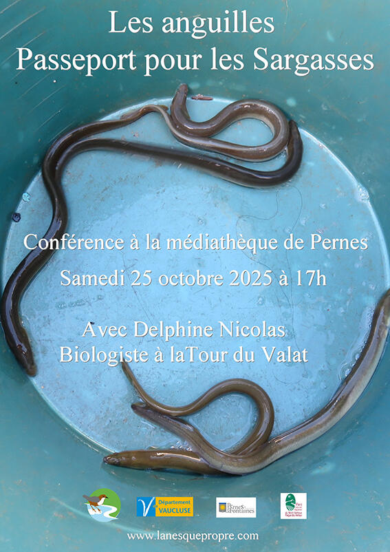 Conférence. Les anguilles, passeport pour les Sargasses