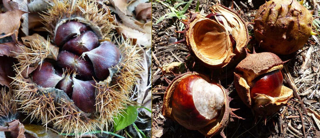 Conférence, Fruits ou graines ?