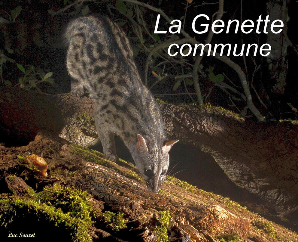 Conférence, La genette commune