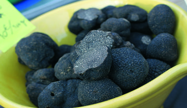 Découverte de la truffe