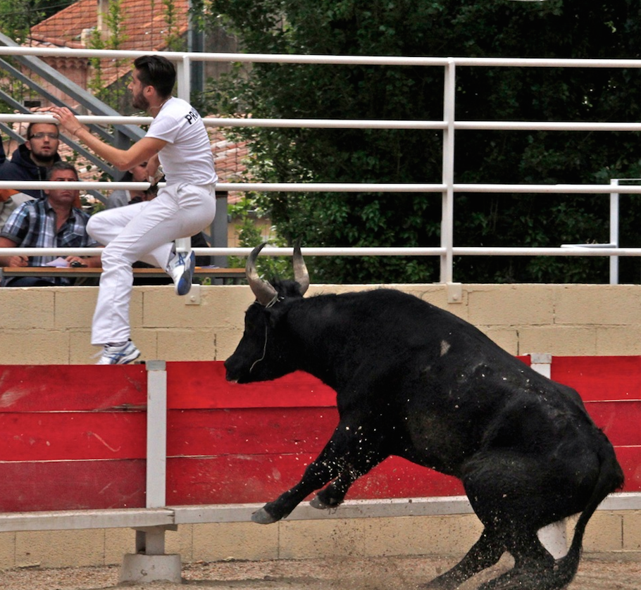 Courses camarguaises