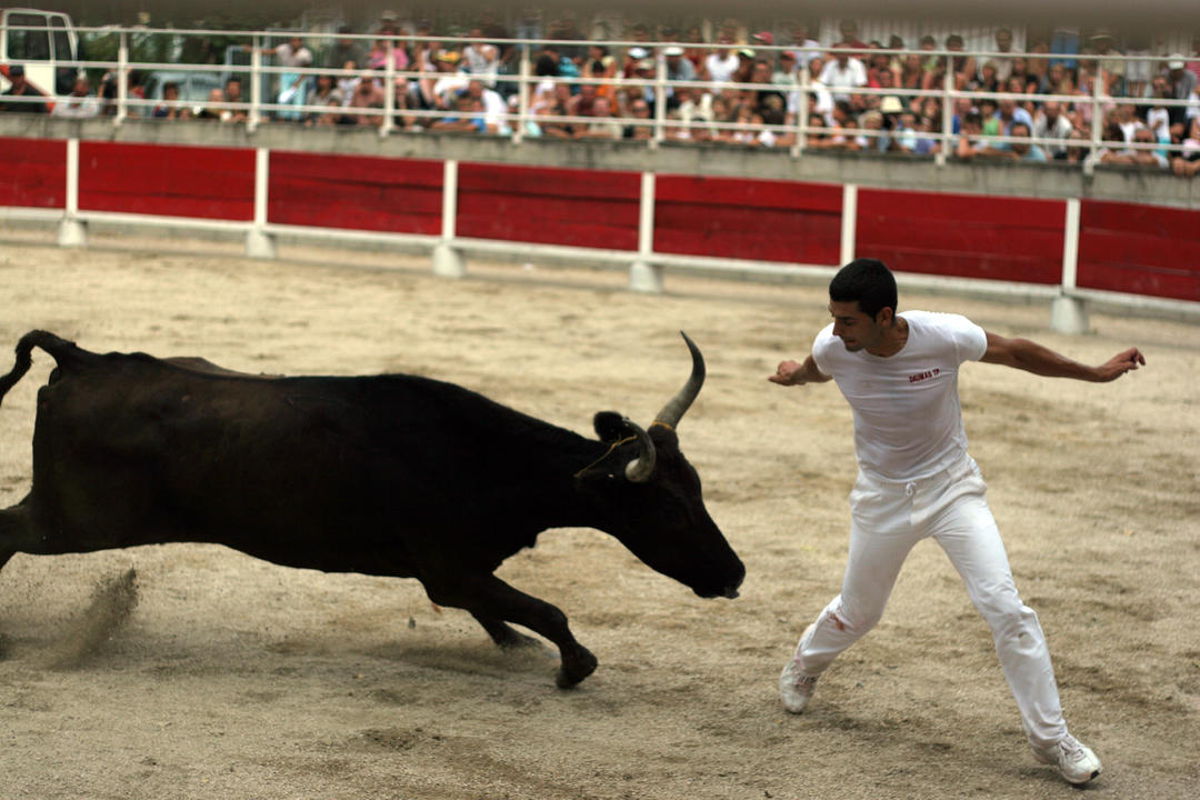 Courses Camarguaises