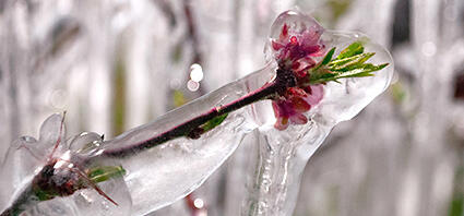 Agriculture, dérogation pour des mesures contre le gel