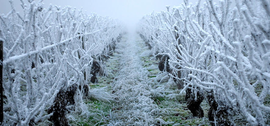 Gel 2021, reconnaissance de calamité agricole (avril 2021) pour la vigne de cuve et le raisin de table