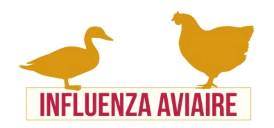 Un cas d'Influenza aviaire dans un élevage de Monteux