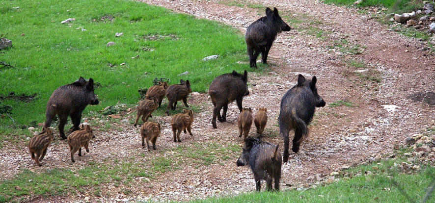 Chasse du sanglier (Sus scrofa)