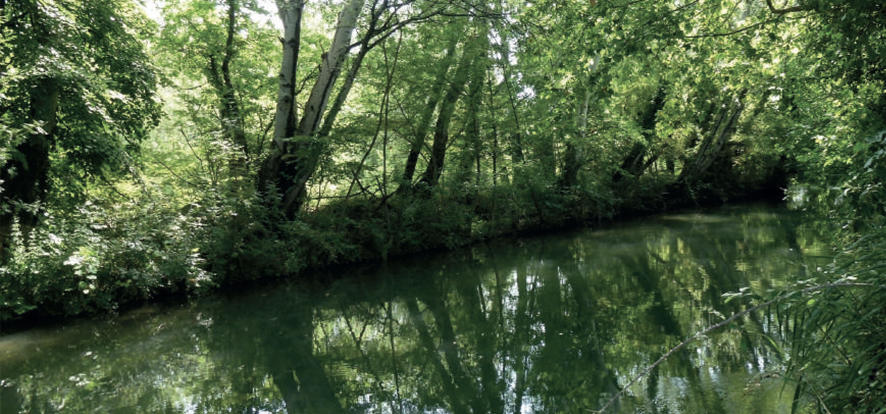 Diagnostic de la végétation des bords de Sorgues